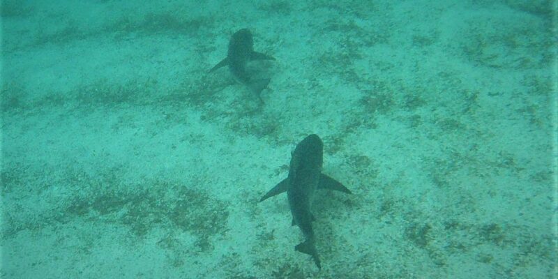 Always Swim with Bull Sharks